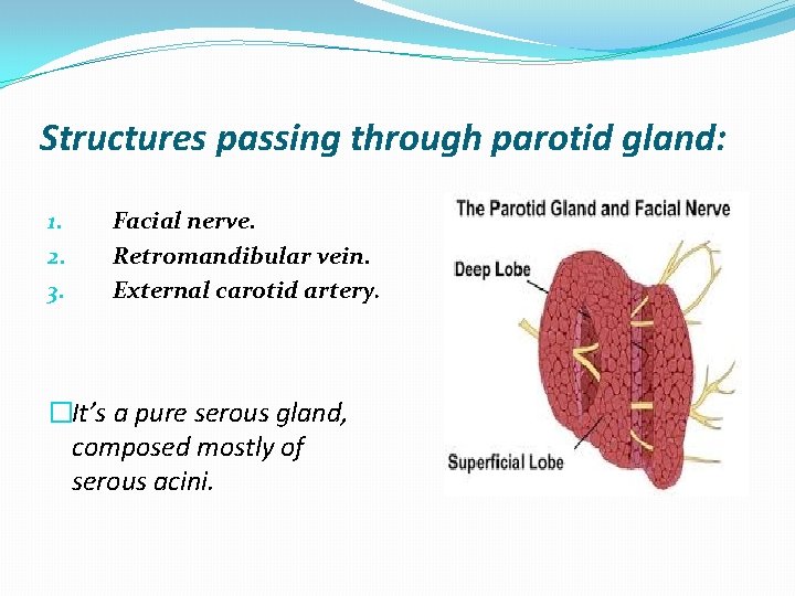 Structures passing through parotid gland: 1. 2. 3. Facial nerve. Retromandibular vein. External carotid