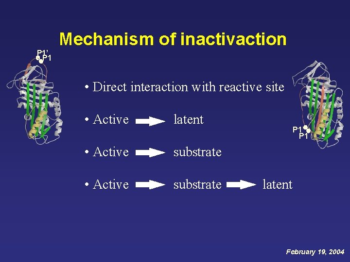 Mechanism of inactivaction P 1’ P 1 • Direct interaction with reactive site •
