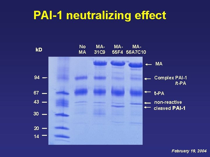 PAI-1 neutralizing effect k. D No MA MA 31 C 9 MAMA 55 F