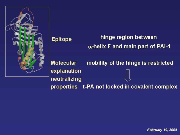 Epitope hinge region between -helix F and main part of PAI-1 mobility of the