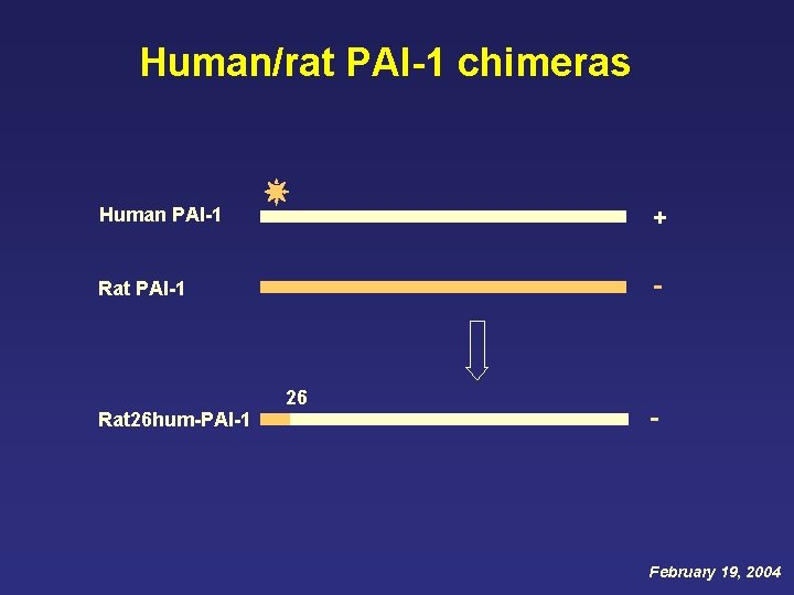 Human/rat PAI-1 chimeras Human PAI-1 + Rat PAI-1 - 26 Rat 26 hum-PAI-1 -