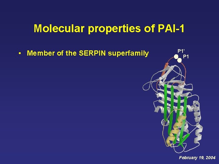 Molecular properties of PAI-1 • Member of the SERPIN superfamily P 1’ P 1