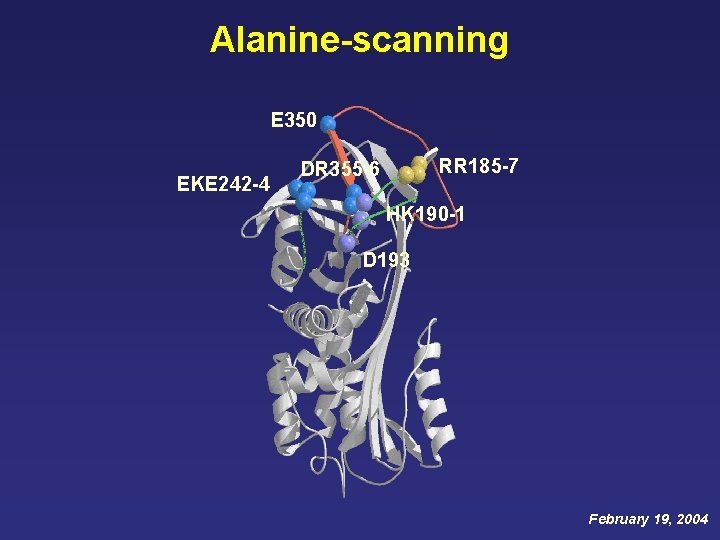 Alanine-scanning E 350 EKE 242 -4 RR 185 -7 DR 355 -6 HK 190