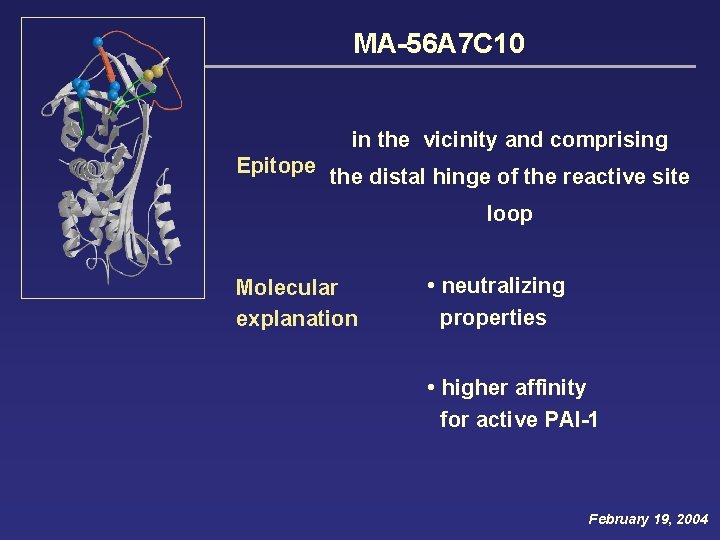 MA-56 A 7 C 10 in the vicinity and comprising Epitope the distal hinge