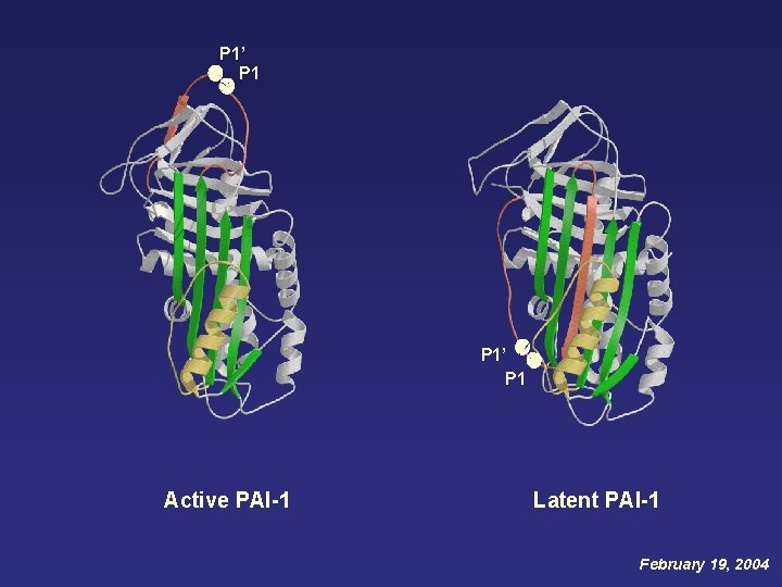 P 1’ P 1 Active PAI-1 Latent PAI-1 February 19, 2004 