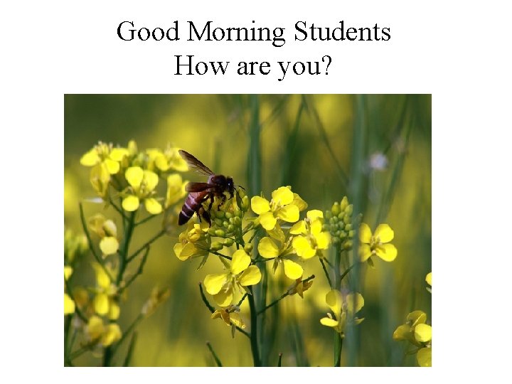 Good Morning Students How are you? 