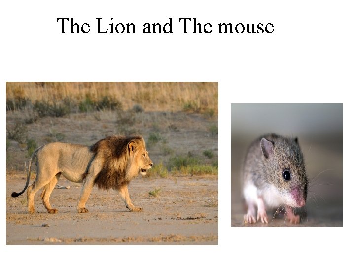 The Lion and The mouse 