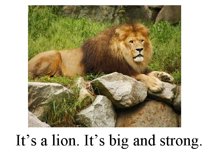 It’s a lion. It’s big and strong. 
