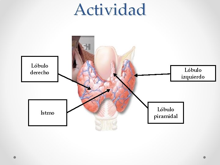 Actividad Lóbulo derecho Istmo Lóbulo izquierdo Lóbulo piramidal 