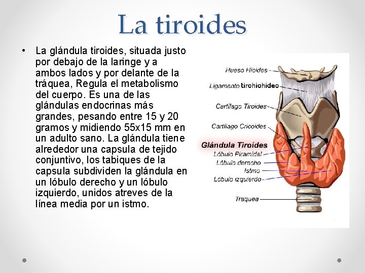 La tiroides • La glándula tiroides, situada justo por debajo de la laringe y