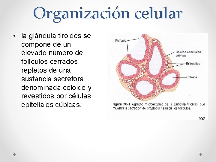 Organización celular • la glándula tiroides se compone de un elevado número de folículos Organización celular • la glándula tiroides se compone de un elevado número de folículos