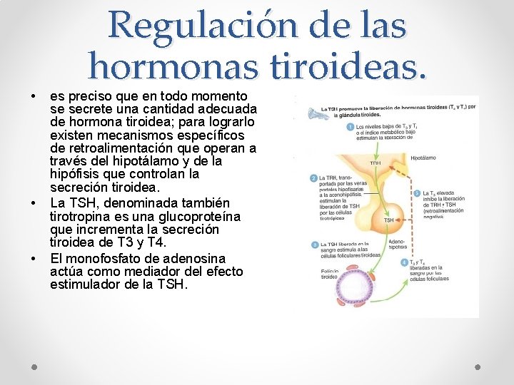  • • • Regulación de las hormonas tiroideas. es preciso que en todo