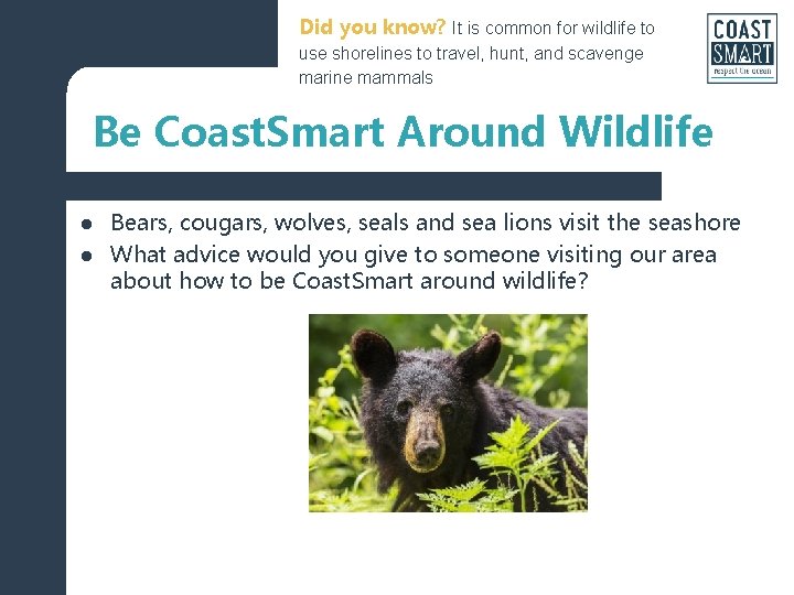 Did you know? It is common for wildlife to use shorelines to travel, hunt,