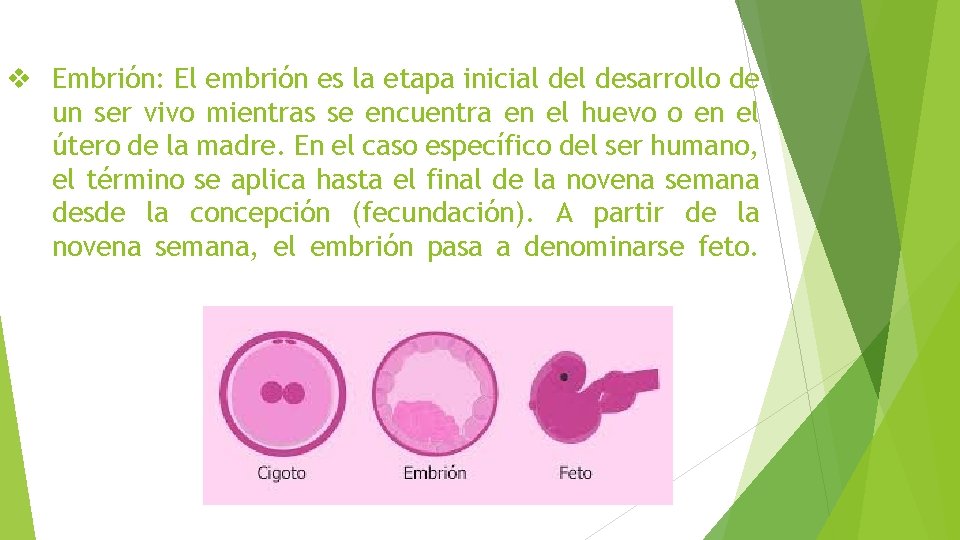 v Embrión: El embrión es la etapa inicial desarrollo de un ser vivo mientras