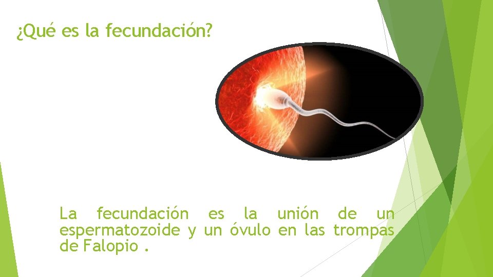 ¿Qué es la fecundación? La fecundación es la unión de un espermatozoide y un