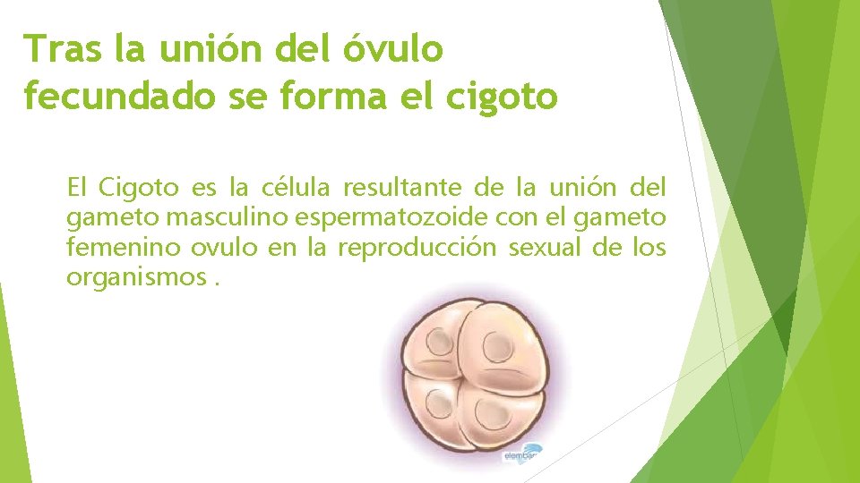 Tras la unión del óvulo fecundado se forma el cigoto El Cigoto es la
