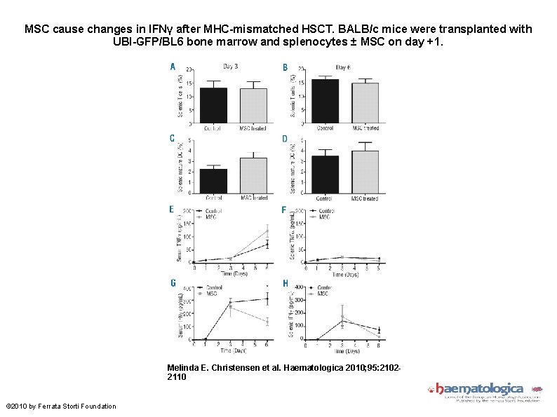 MSC cause changes in IFNγ after MHC-mismatched HSCT. BALB/c mice were transplanted with UBI-GFP/BL