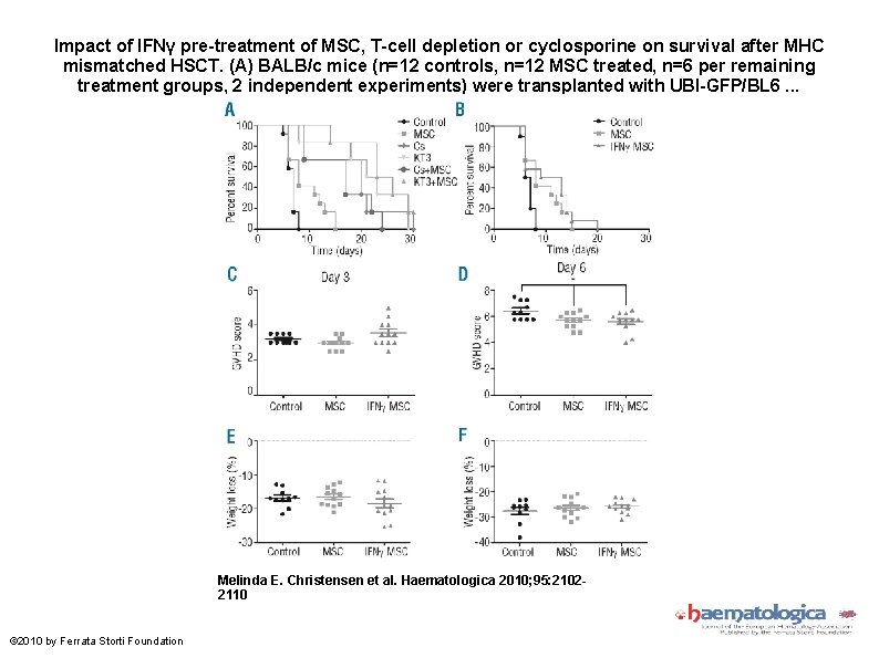 Impact of IFNγ pre-treatment of MSC, T-cell depletion or cyclosporine on survival after MHC