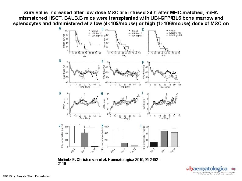 Survival is increased after low dose MSC are infused 24 h after MHC-matched, mi.