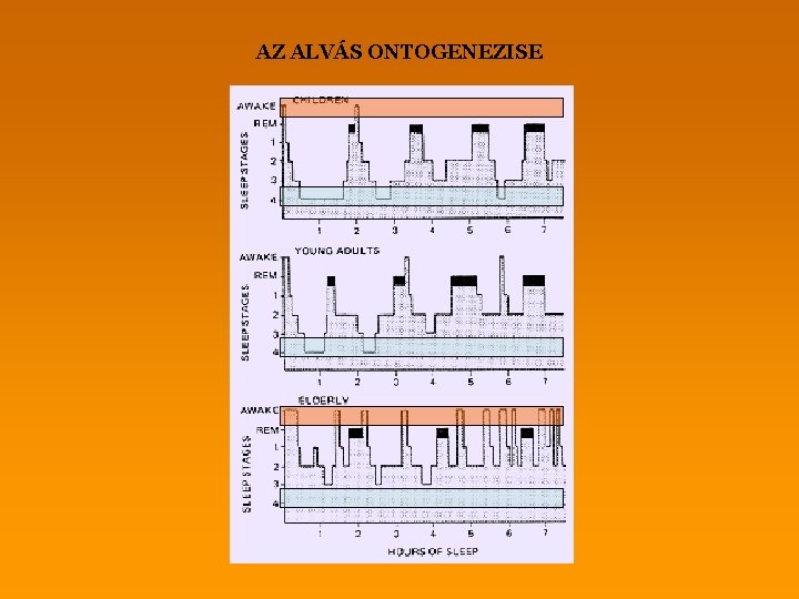 AZ ALVÁS ONTOGENEZISE 