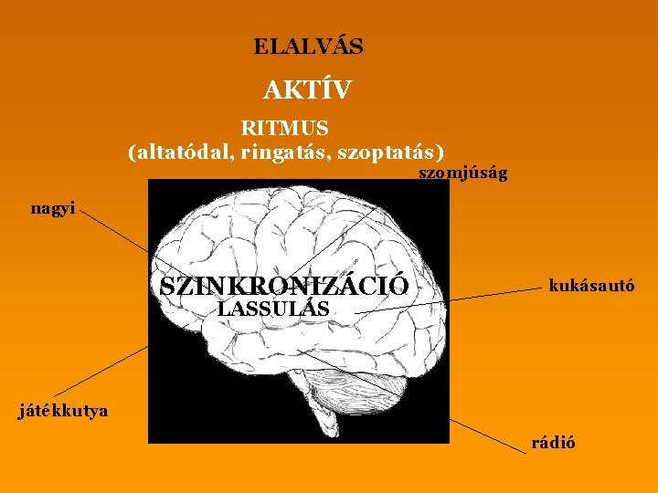 ELALVÁS AKTÍV RITMUS (altatódal, ringatás, szoptatás) szomjúság nagyi SZINKRONIZÁCIÓ kukásautó LASSULÁS játékkutya rádió 
