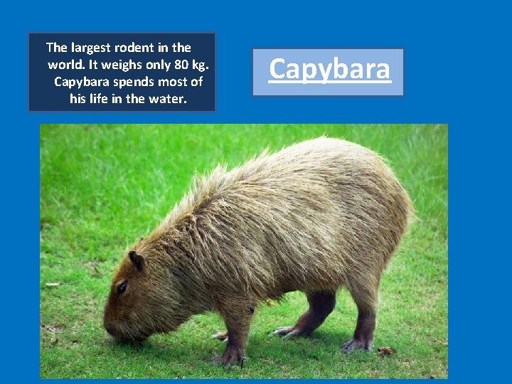 The largest rodent in the world. It weighs only 80 kg. Capybara spends most