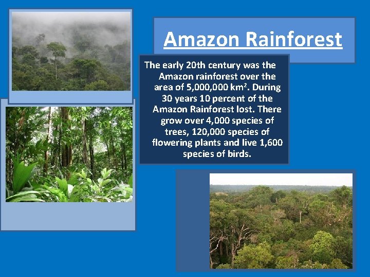 Amazon Rainforest The early 20 th century was the Amazon rainforest over the area