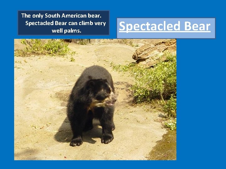 The only South American bear. Spectacled Bear can climb very well palms. Spectacled Bear