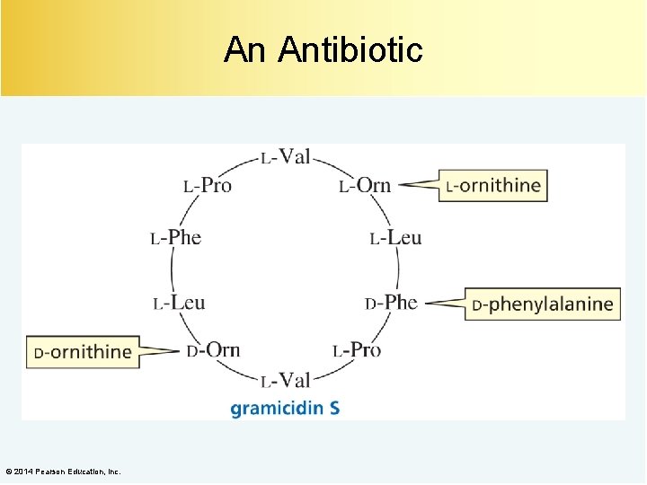 An Antibiotic © 2014 Pearson Education, Inc. 
