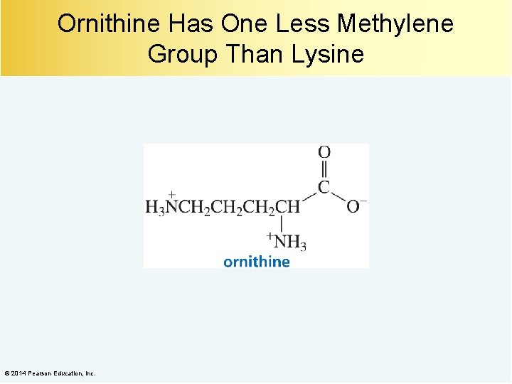 Ornithine Has One Less Methylene Group Than Lysine © 2014 Pearson Education, Inc. 