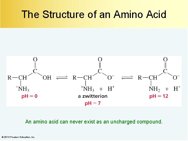 The Structure of an Amino Acid An amino acid can never exist as an