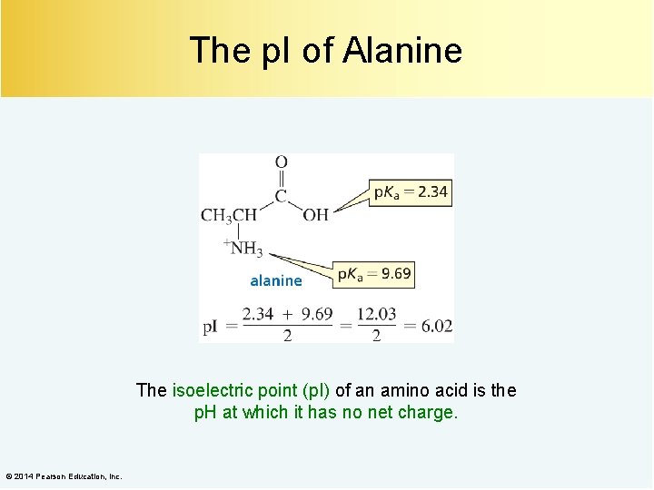 The p. I of Alanine The isoelectric point (p. I) of an amino acid