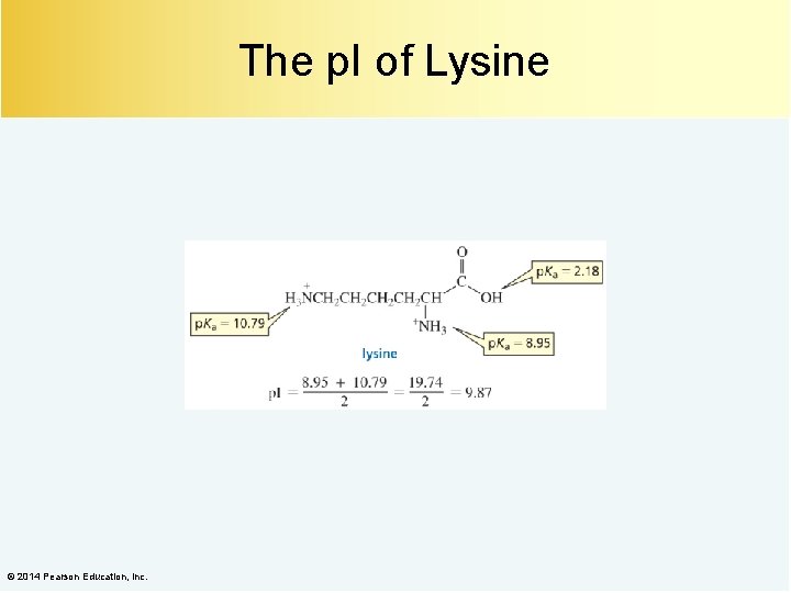 The p. I of Lysine © 2014 Pearson Education, Inc. 