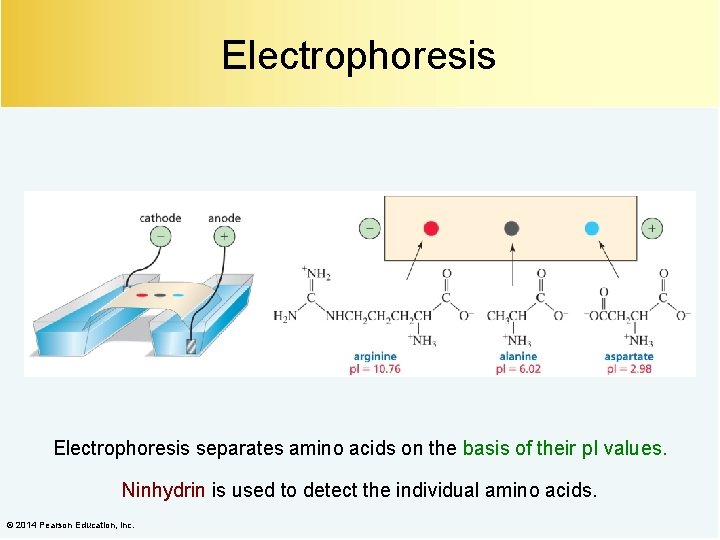 Electrophoresis separates amino acids on the basis of their p. I values. Ninhydrin is