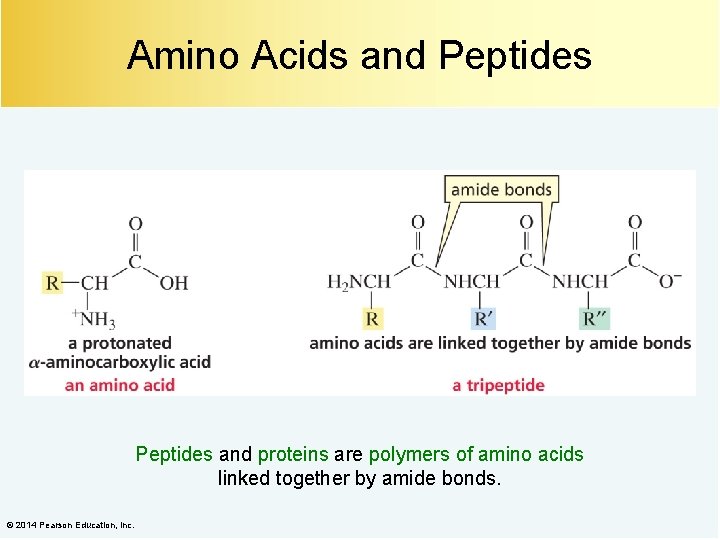 Amino Acids and Peptides and proteins are polymers of amino acids linked together by