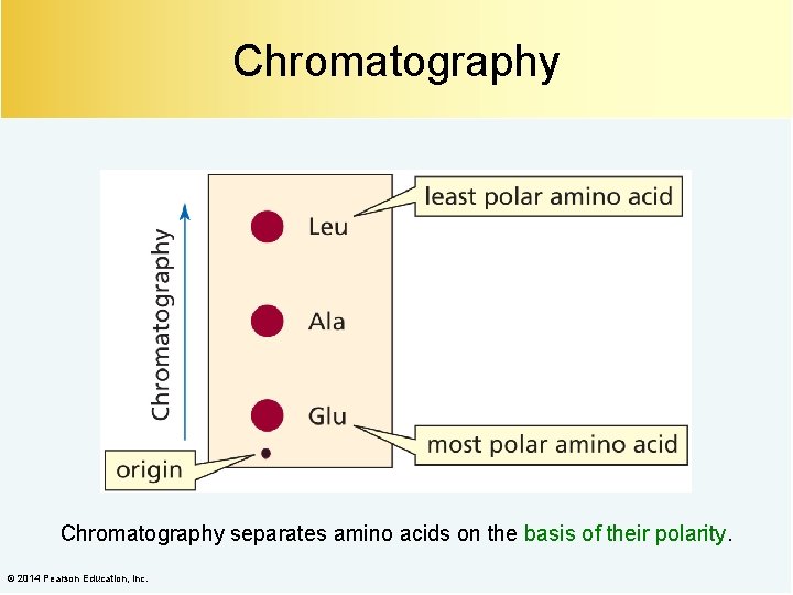 Chromatography separates amino acids on the basis of their polarity. © 2014 Pearson Education,