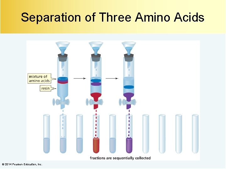 Separation of Three Amino Acids © 2014 Pearson Education, Inc. 