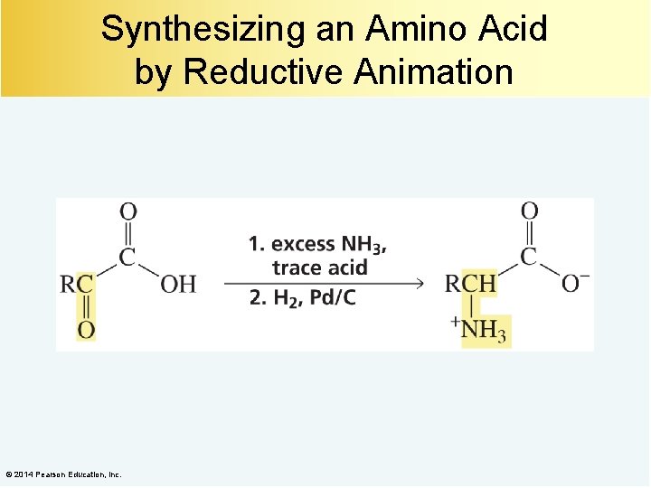 Synthesizing an Amino Acid by Reductive Animation © 2014 Pearson Education, Inc. 