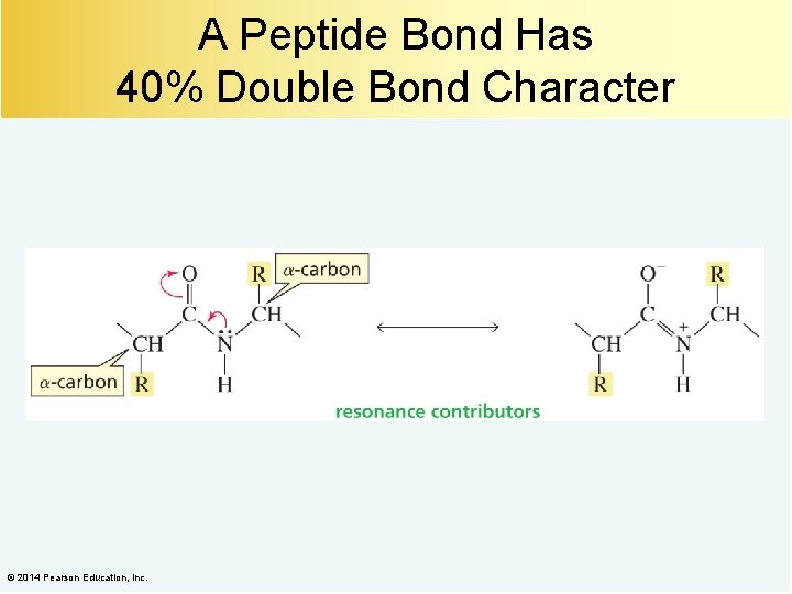 A Peptide Bond Has 40% Double Bond Character © 2014 Pearson Education, Inc. 