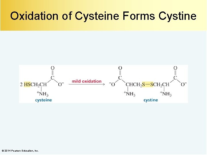 Oxidation of Cysteine Forms Cystine © 2014 Pearson Education, Inc. 