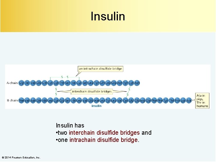 Insulin has • two interchain disulfide bridges and • one intrachain disulfide bridge. ©
