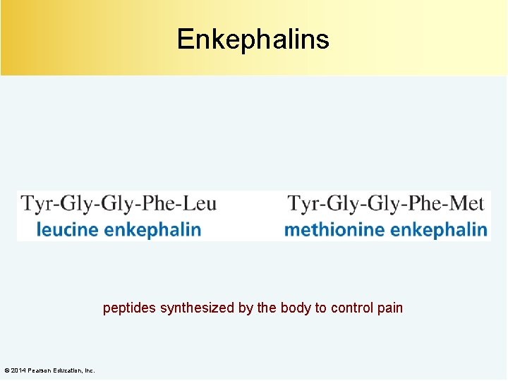 Enkephalins peptides synthesized by the body to control pain © 2014 Pearson Education, Inc.
