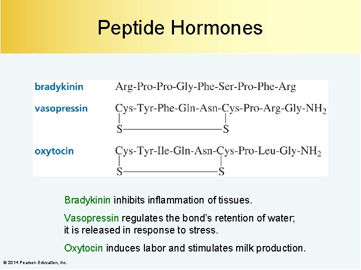 Peptide Hormones Bradykinin inhibits inflammation of tissues. Vasopressin regulates the bond’s retention of water;