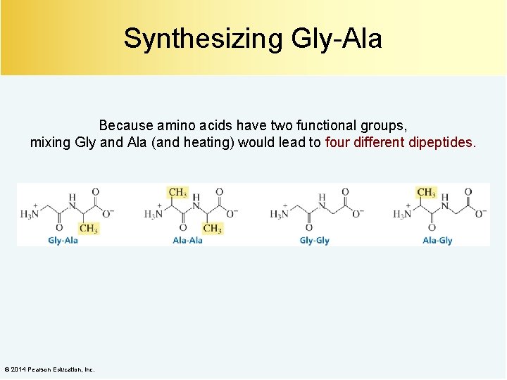 Synthesizing Gly-Ala Because amino acids have two functional groups, mixing Gly and Ala (and