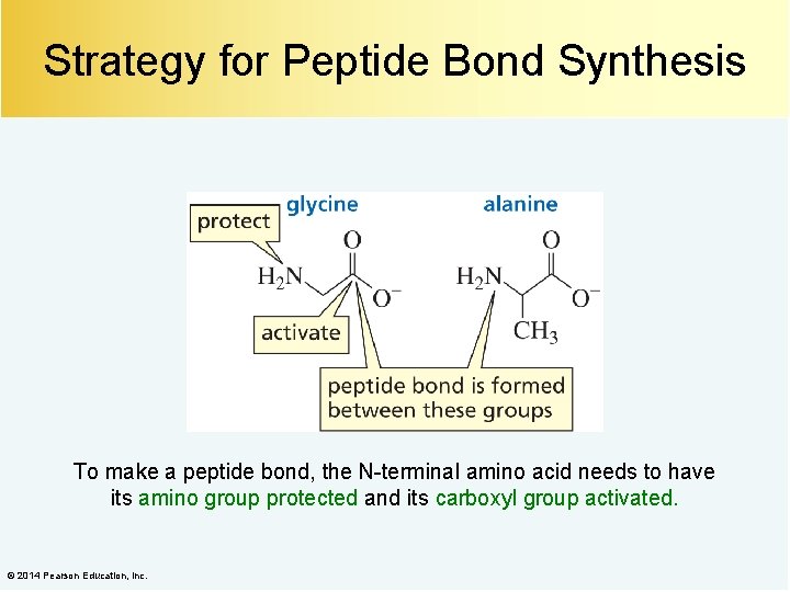 Strategy for Peptide Bond Synthesis To make a peptide bond, the N-terminal amino acid