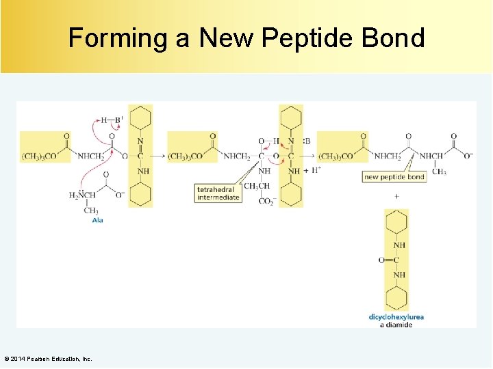 Forming a New Peptide Bond © 2014 Pearson Education, Inc. 