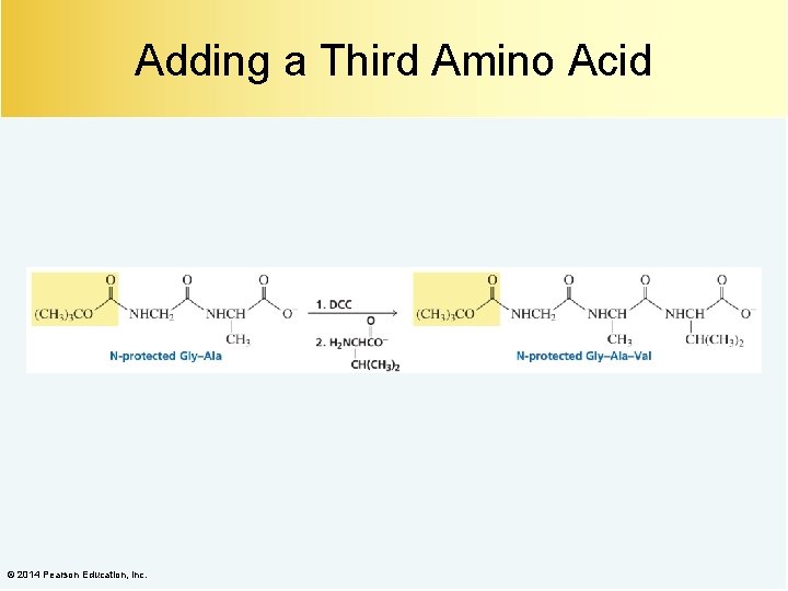 Adding a Third Amino Acid © 2014 Pearson Education, Inc. 