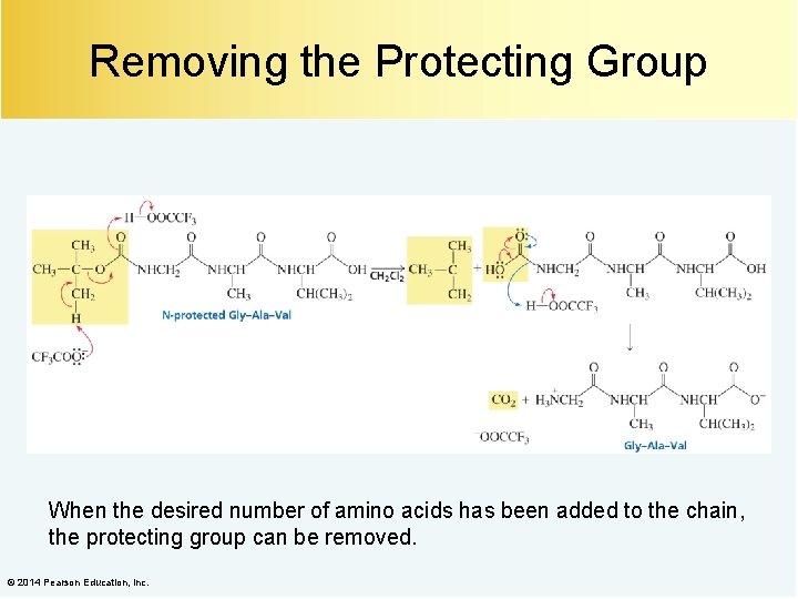 Removing the Protecting Group When the desired number of amino acids has been added