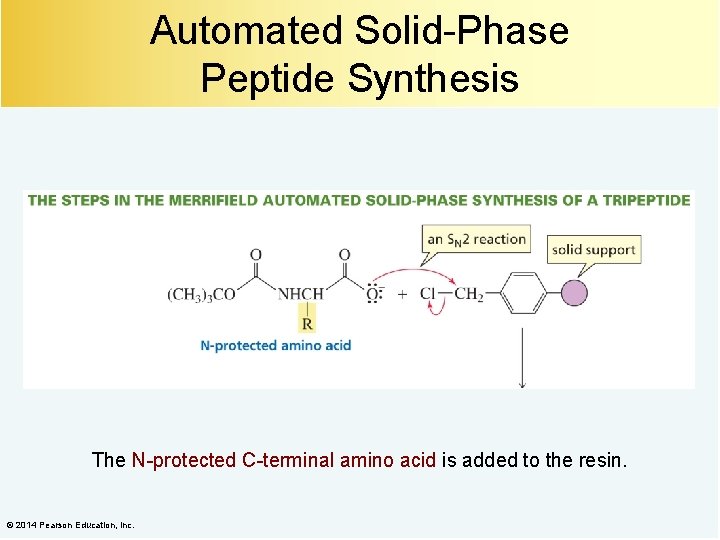 Automated Solid-Phase Peptide Synthesis The N-protected C-terminal amino acid is added to the resin.