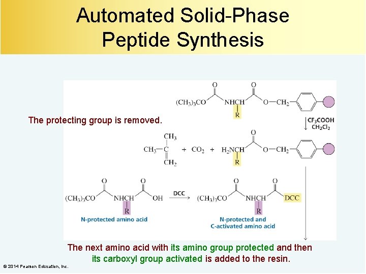 Automated Solid-Phase Peptide Synthesis The protecting group is removed. The next amino acid with